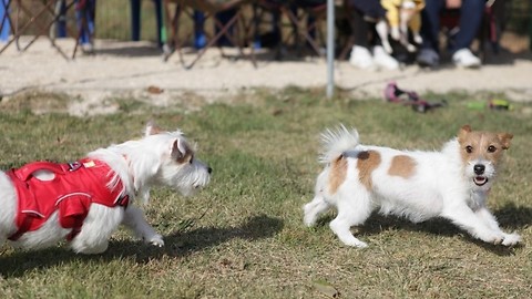 The dog stole another dog's ball and ran for dear life