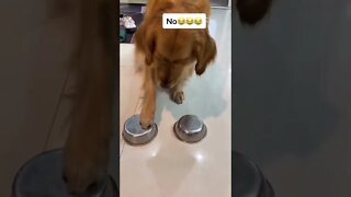 Pets Funny short videos and reels 64