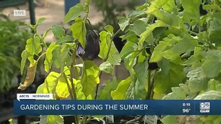 Tips for gardening during the summer months