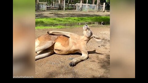 Kangaroo in human pose' relaxes and enjoys sunny day in Australia
