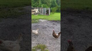 Dogs And Chickens #chickenshorts #chickens