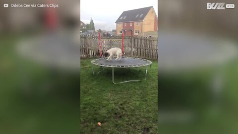 Ce chien s'éclate comme un gamin sur son trampoline