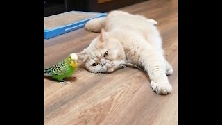 Кот и птица, милые животные #6
