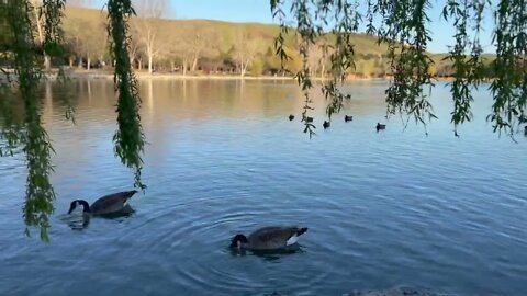 10-Minute Spirit Meditation with Ducks in the Lake Videos in a Sunny Afternoon at a County Park.