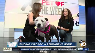 10News Pet of the Week: Chicago