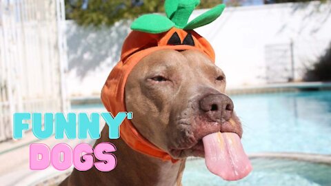 Very Funny Dog Compilation 2021