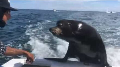 Leão-marinho invade barco e assusta mulher!