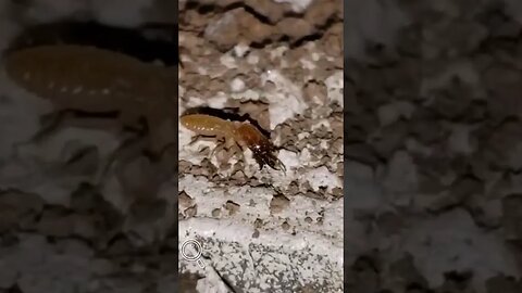 Termite season in Arizona in full force! #pestcontrol