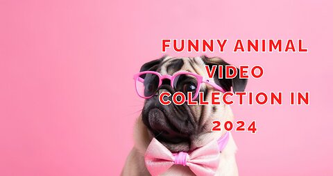 Funny Animal Video 2024