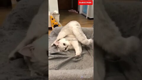 Naughty Cat 😘🥰🥰 #shorts #catvideos #cutecats #trending