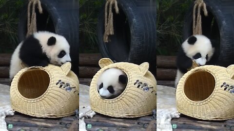 My Little Panda Is Playing With His Home - So cute