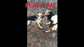 DOGs Shepherds Security Command to PLAYtime DIY