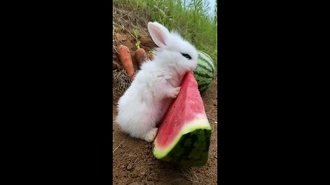 Funny animals 🙂😎😎funny moments 😎😚😎