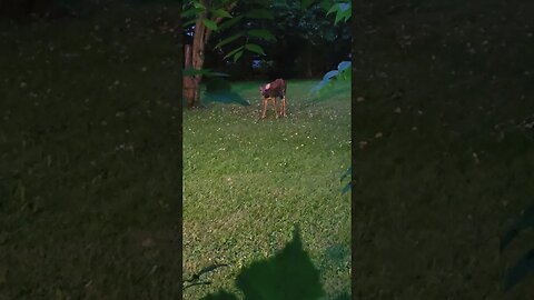 Deer eating apples with the fireflies