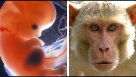 Part human, part monkey Scientists engineer hybrid