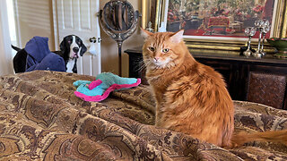 Great Dane & Cat Take Care Of Mom With Summer Covid