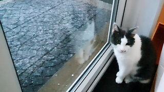 This beautiful kitten called Odin doesn't like snow