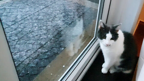 This beautiful kitten called Odin doesn't like snow