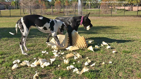 Great Dane and Puppy vs Exploding Foam Dog Bed