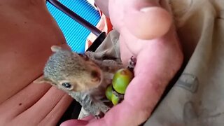 Timothy The Squirrel