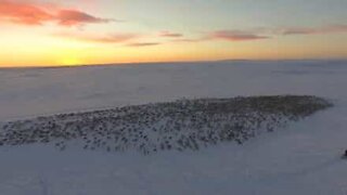 Images aériennes sublimes de la migration des rennes