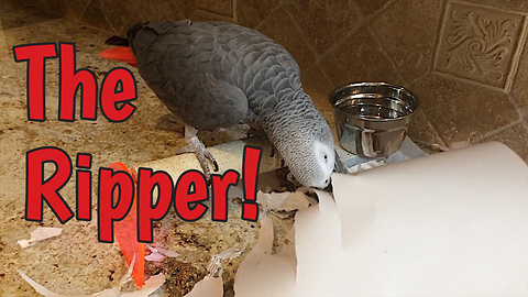 Industrious parrot loves to shred paper
