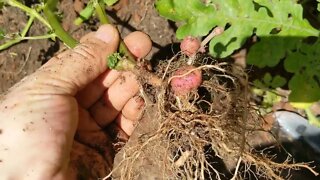 Potato Harvest First Attempt, 105 Days Not Long Enough.