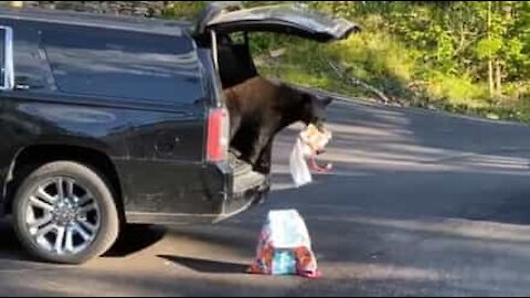 Un ours rentre dans son coffre et vole ses biscuits