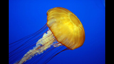 The most beautiful jellyfish in an aquarium you will be amazed to see