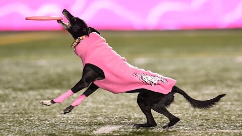 Dog Sets Frisbee Record For Longest Catch During Canadian Football Game