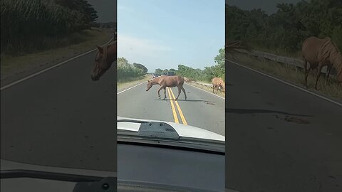 Wild Horses in the Road | Assateague Island