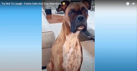Funny Cats And Dog Reactions Try Not To Laugh