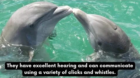 The Amazing World of Dolphins: 20 Facts That Will Blow Your Mind