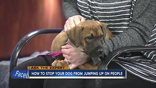 Ask the Expert: How to stop your dog from jumping on people