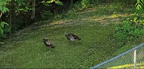 Wildlife Turkey With Chicks A Poult Feeding In The Backyard