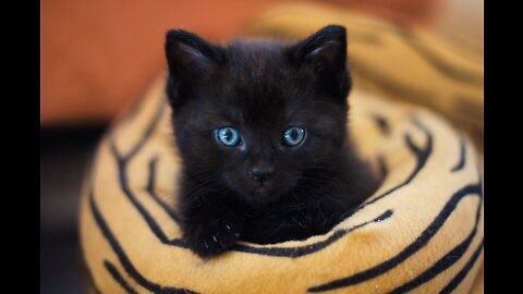 Cat Food Can Opening Sound - Feeding Time Cat Call