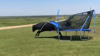 Un taureau enragé lamine un pauvre trampoline