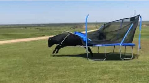 Un taureau enragé lamine un pauvre trampoline