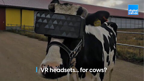 VR headsets... for cows?