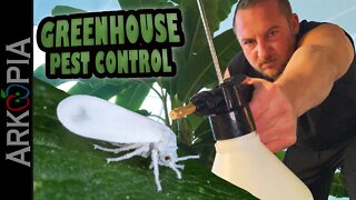 Greenhouse Pests - Insecticidal Soap, Beneficial Bugs, & more for whiteflies, aphids, gnats, etc.