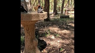 Woodpecker Bath