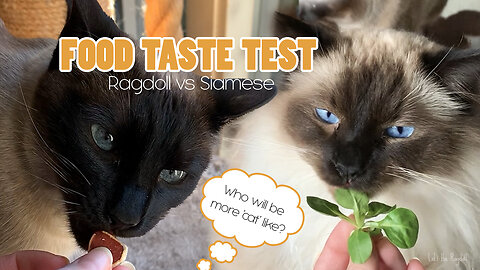 Ragdoll Cat vs Siamese Cat: Tasting Different ‘weird’ Foods 🐾