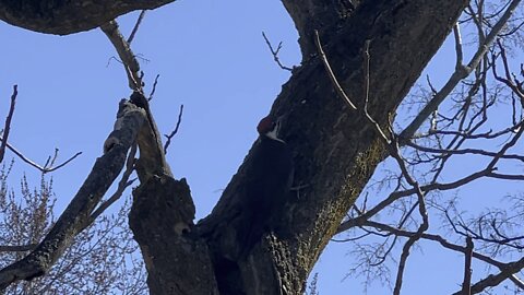 Pileated wood pecker spooked