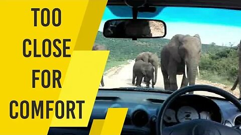 TOO CLOSE FOR COMFORT!! Encounter with a Herd of Elephants in South Africa.