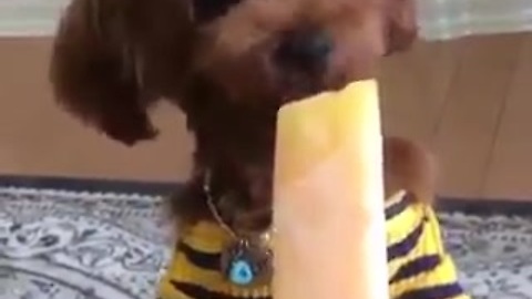 Adorable dog eating ice cream