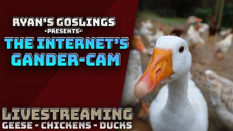 The Internet's Gander, Duck and Chicken Cam! Live 24/7!