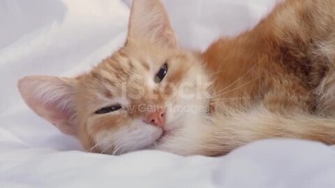 Cat is sleeping on the bed. Red cat, cute video. cat lifestyle pet family member stock video
