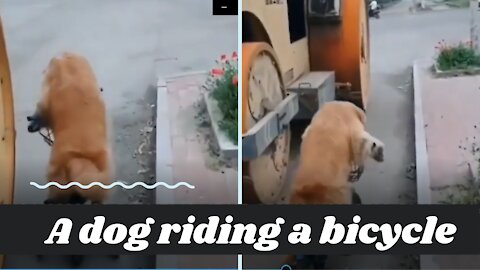 A dog riding a bicycle