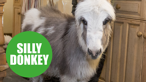 Baby donkey spending first Christmas in family home despite wrecking their tree