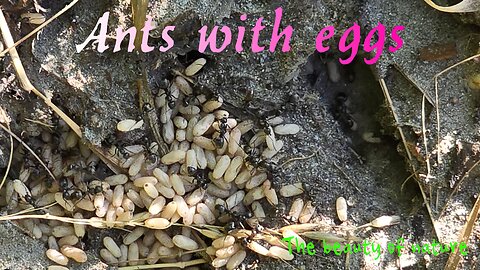 Ants with eggs / Beautiful insects in nature with eggs.